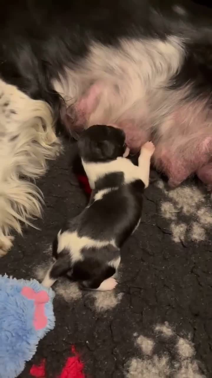 English Springer Spaniel dogs for sale: KC Registered Litter-Fully Health Tested Parents   - Video 1