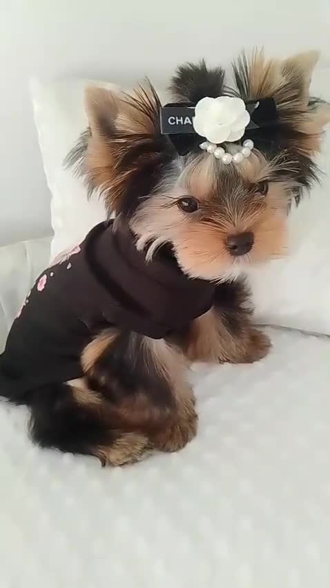 Yorkshire Terrier dogs for sale: 🖤Gorgeous yorkie girl available 🖤 - Video 1