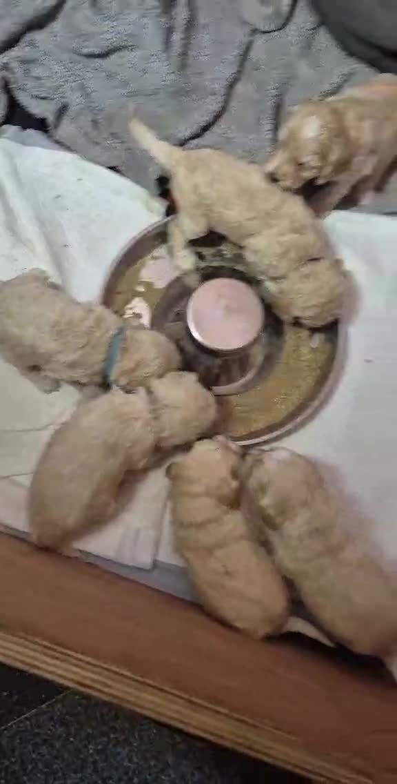 Cockapoo dogs for sale: F2 Toy cockapoo - Video 2