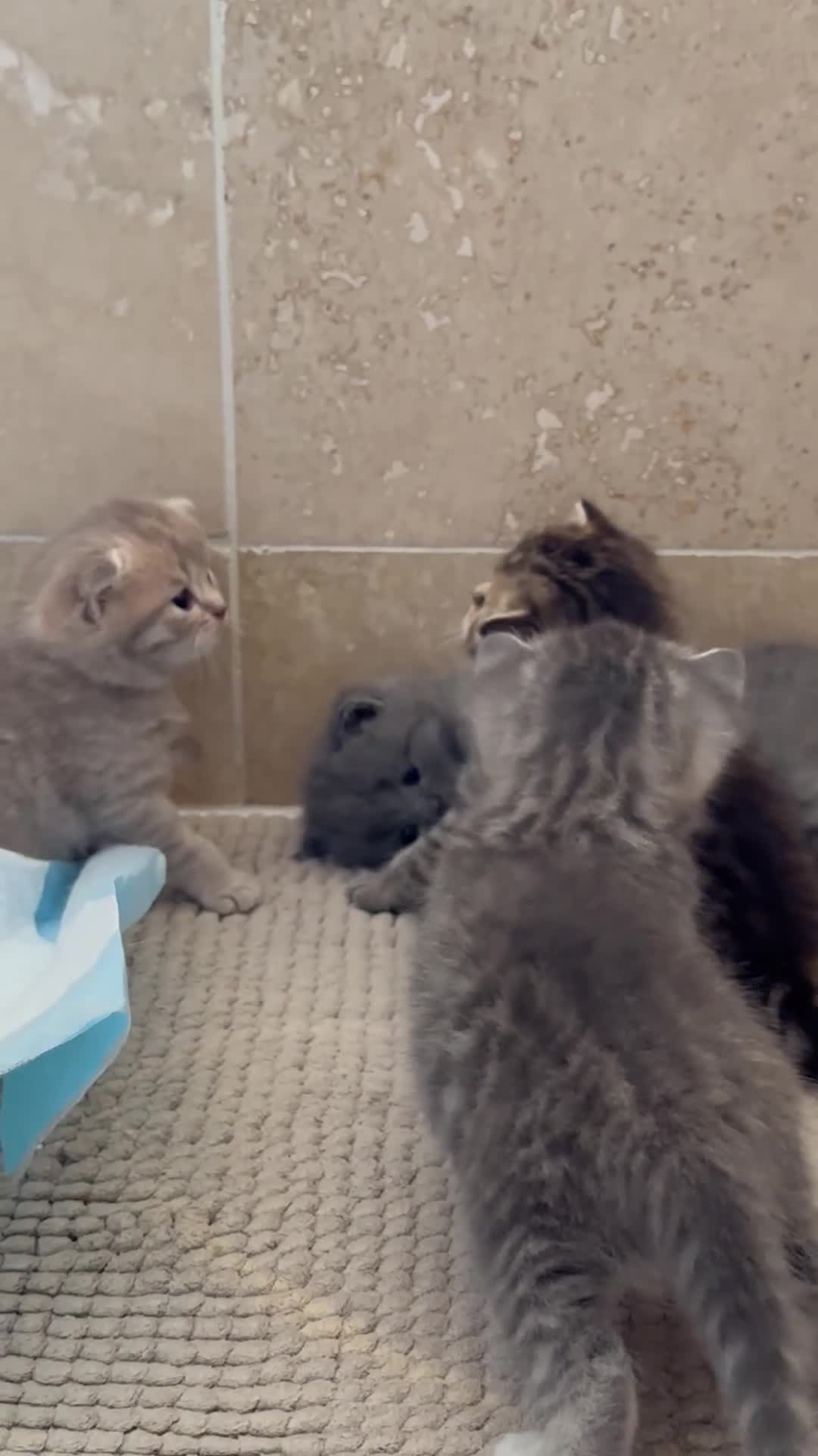 British Shorthair cats for sale: Pure BSH kittens for sale - Video 1