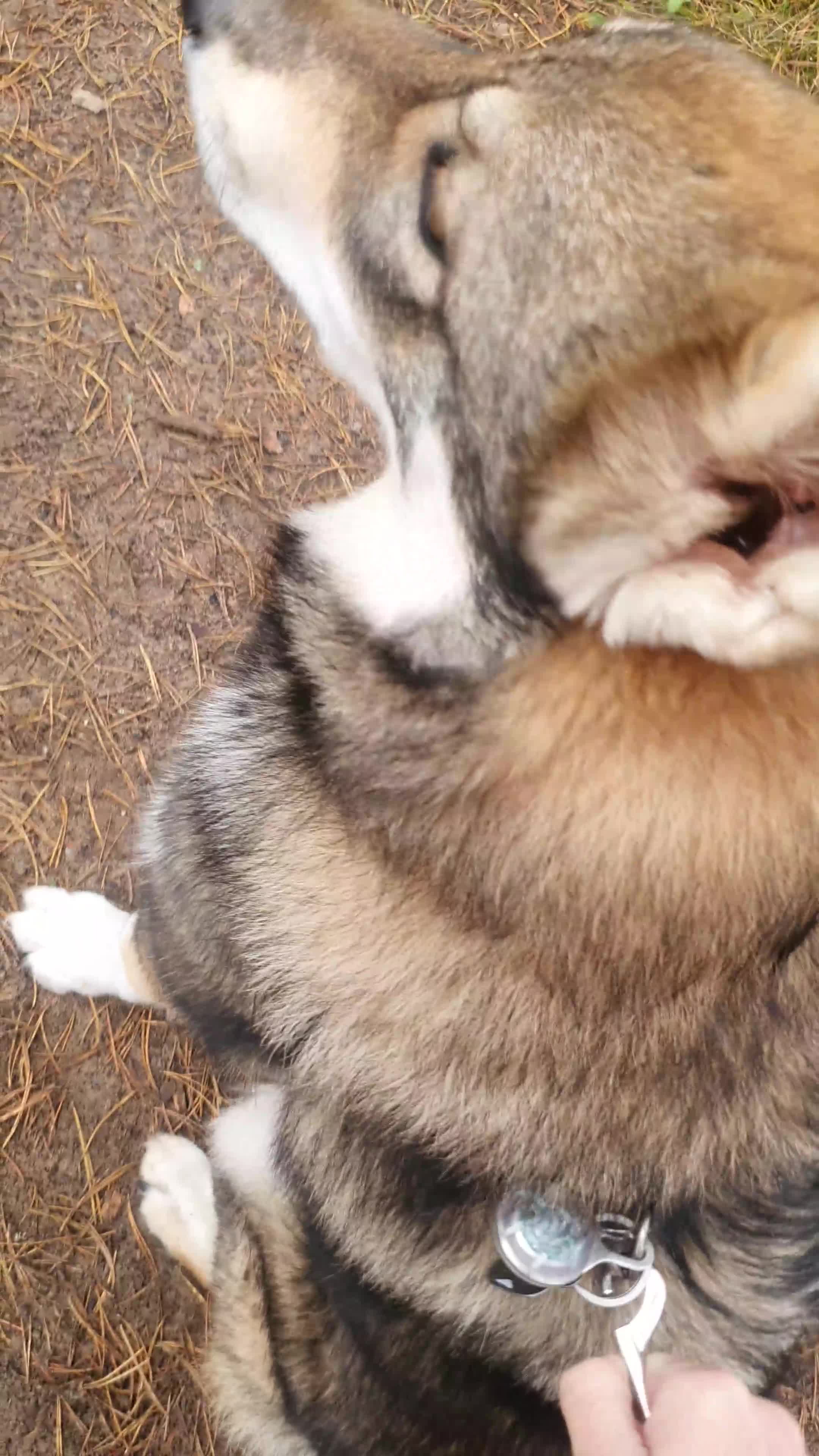 Saarloos Wolfdog dogs for sale: WEST SIBERIAN LAIKA TRAINED IMPORTED VIDEO - Video 1