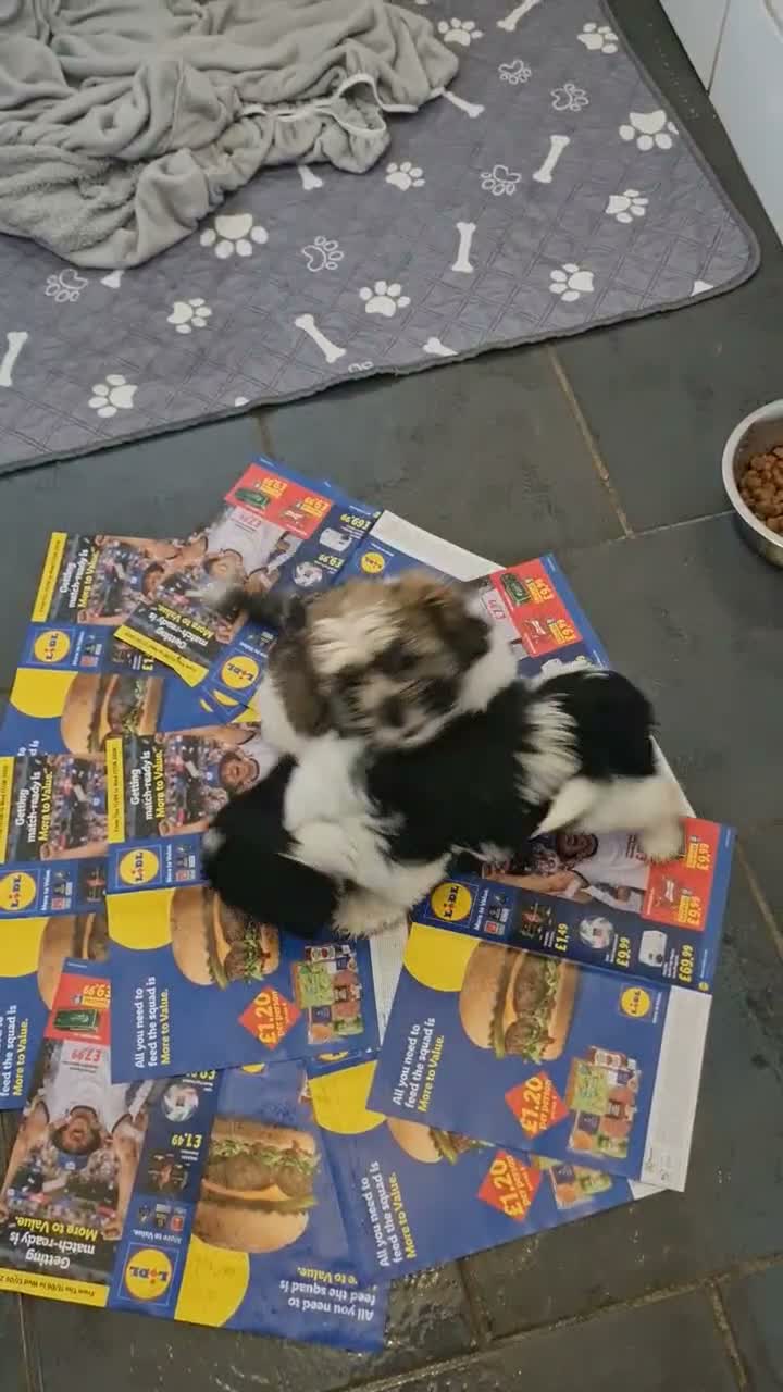 Mixed Breed dogs for sale: Shizu-tibetan terrier  - Video 3