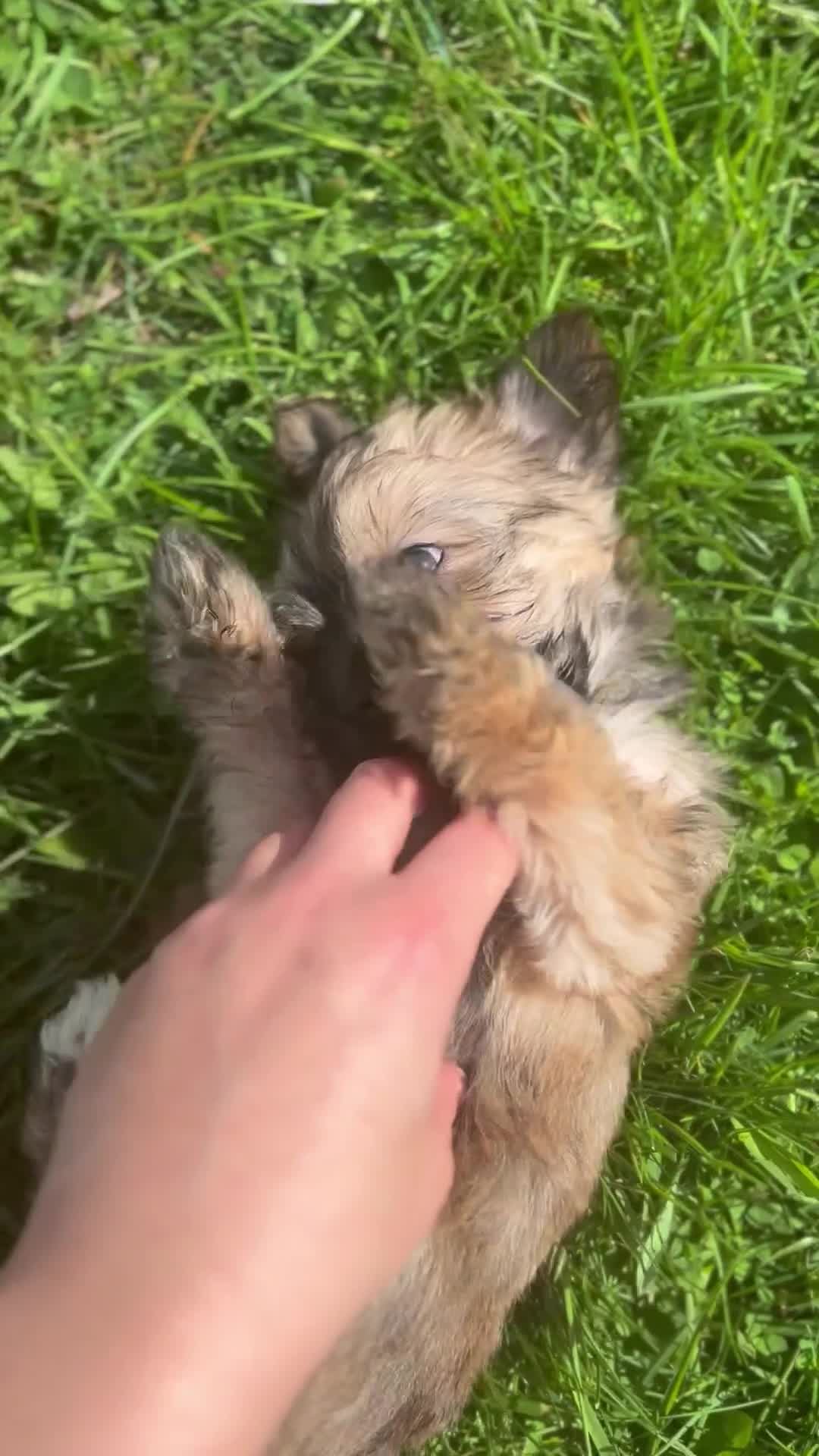 Yorkshire Terrier dogs for sale: Yorkshire terriers puppies  - Video 1