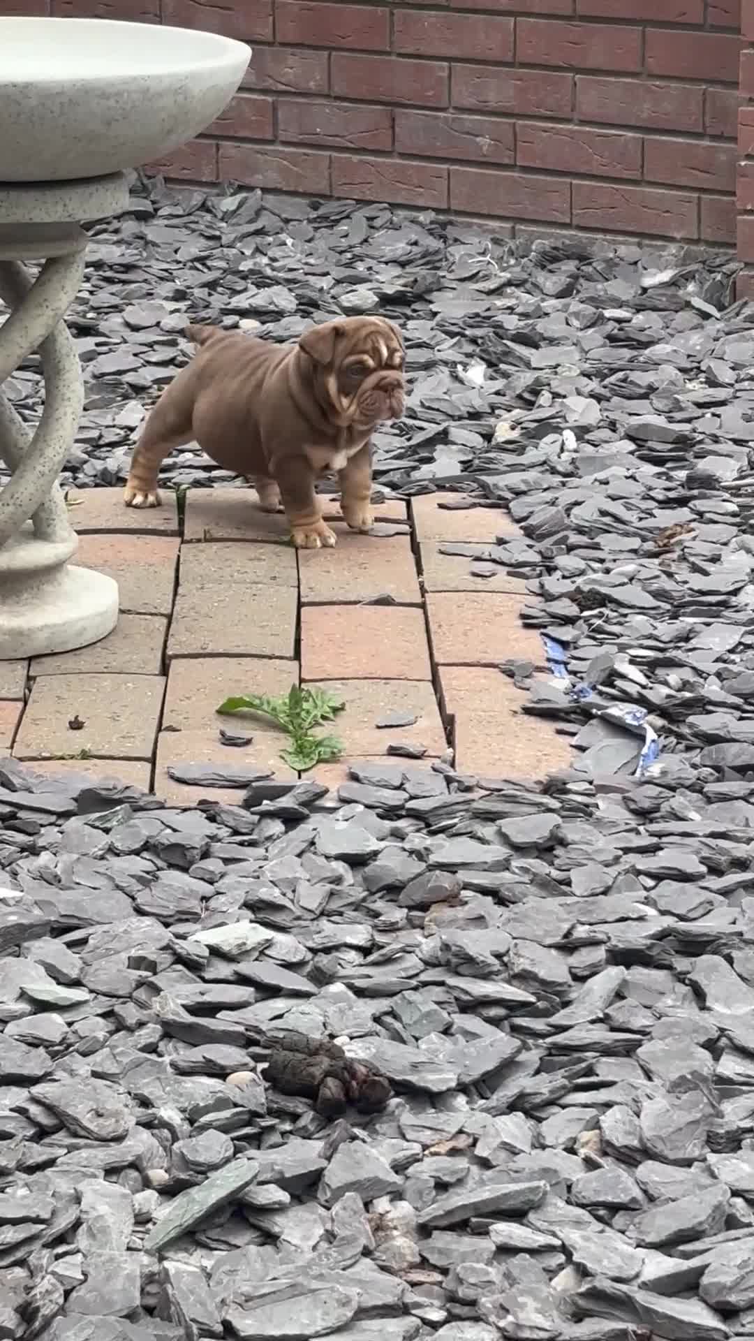 English Bulldog dogs for sale: KC girls  - Video 3