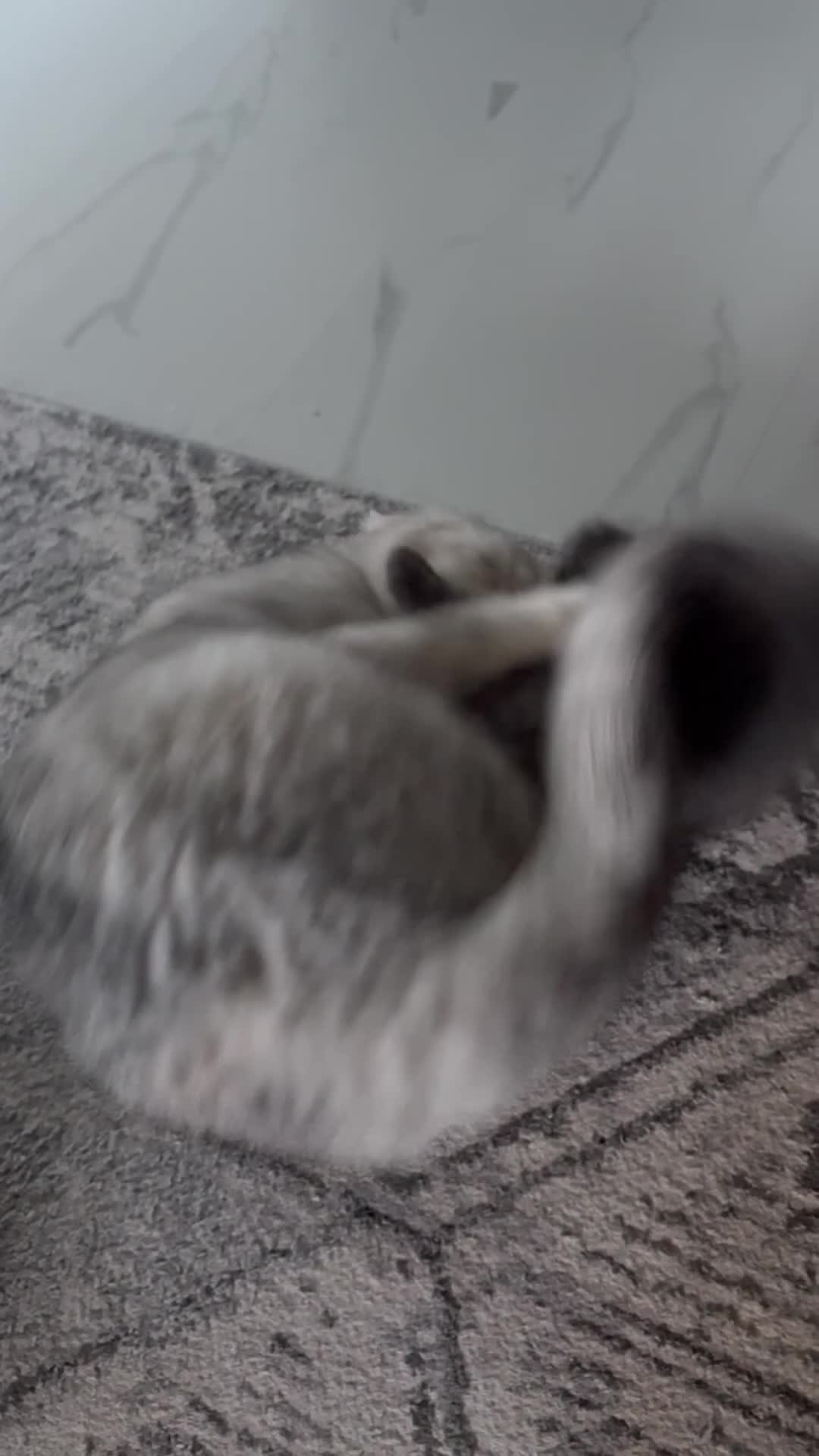 Scottish Fold cats for sale: Scottish Fold kitten - Video 3