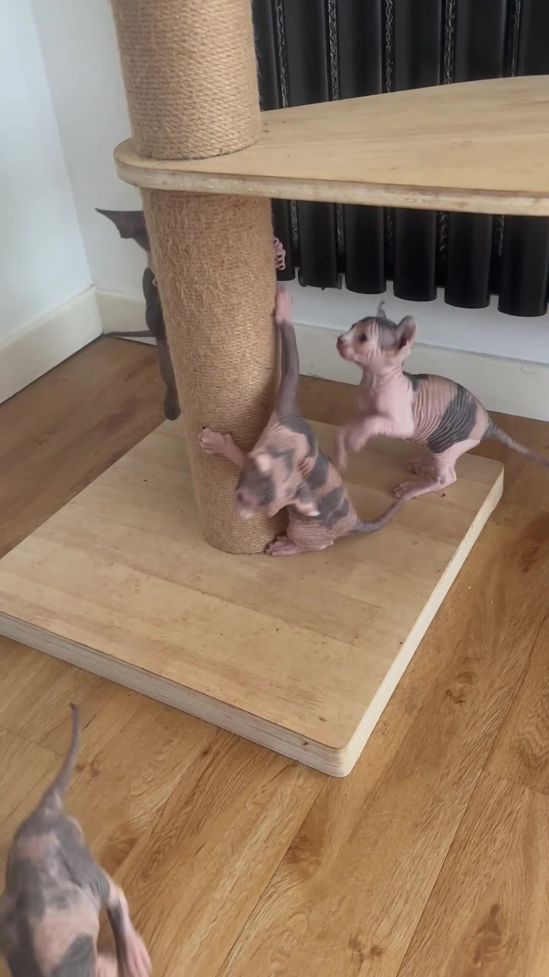 Sphynx cats for sale: Adorable sphinx kittens - Video 1