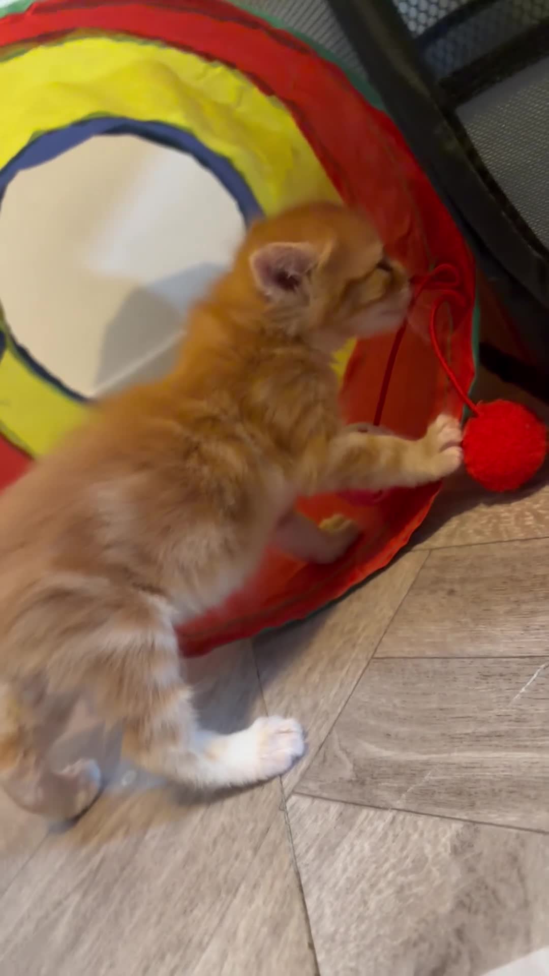 Mixed Breed cats for sale: Ready to leave  in Liverpool - Video 1