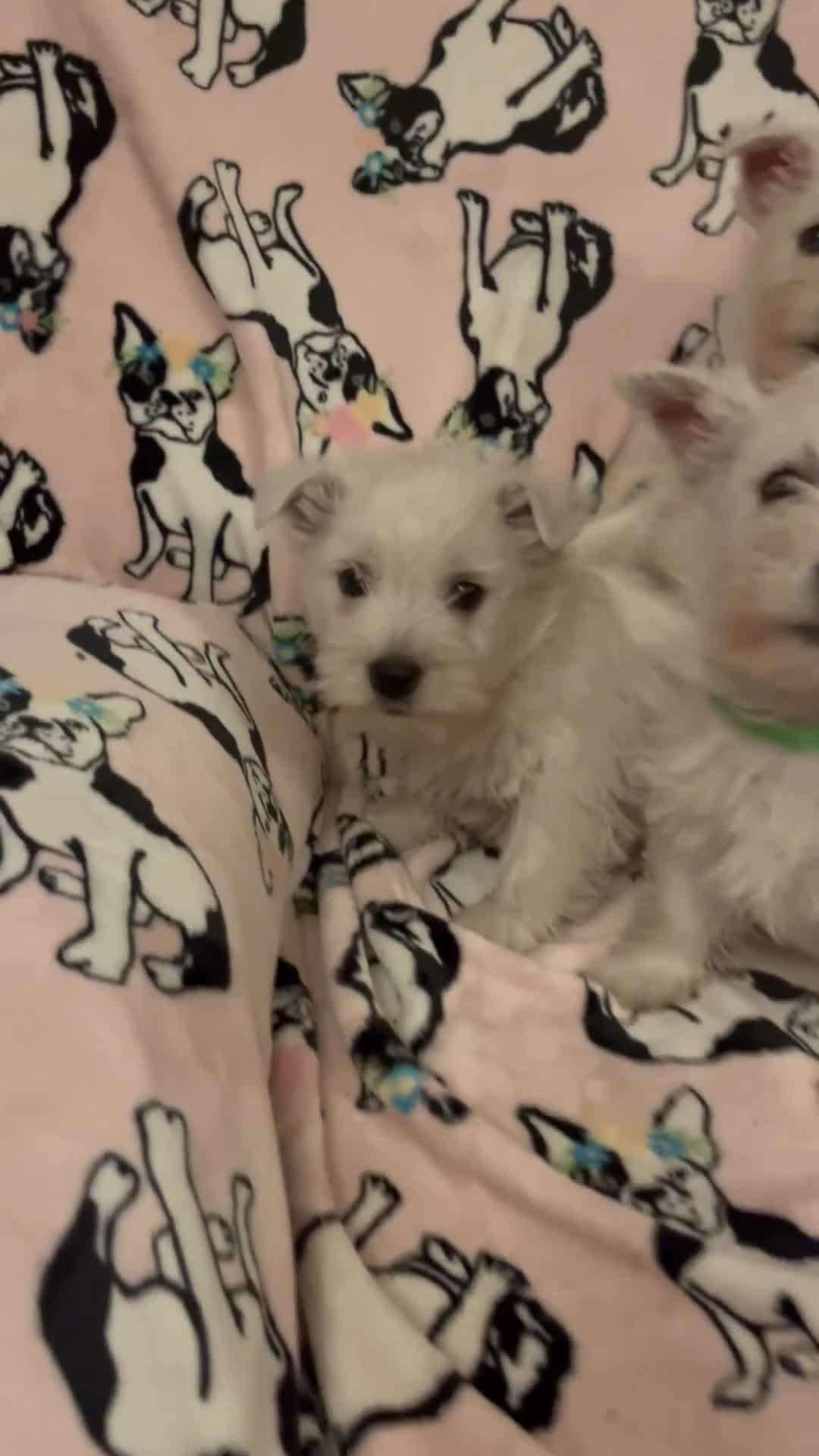 West Highland Terrier dogs for sale: Lovely litter of Westie Puppies - Video 1