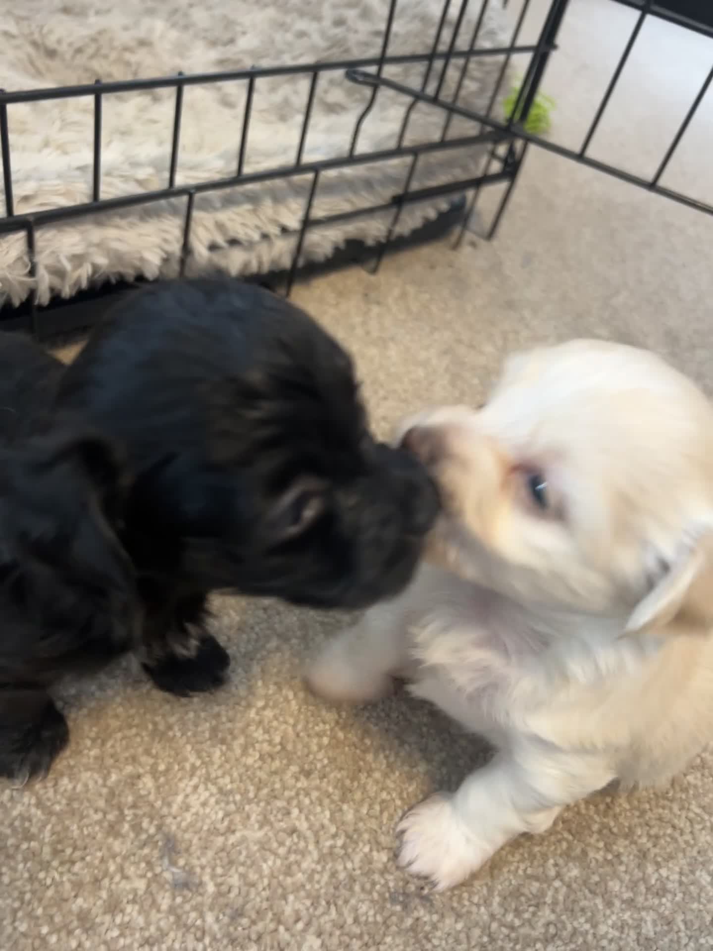 Mixed Breed dogs for sale: Puppies  - Video 1