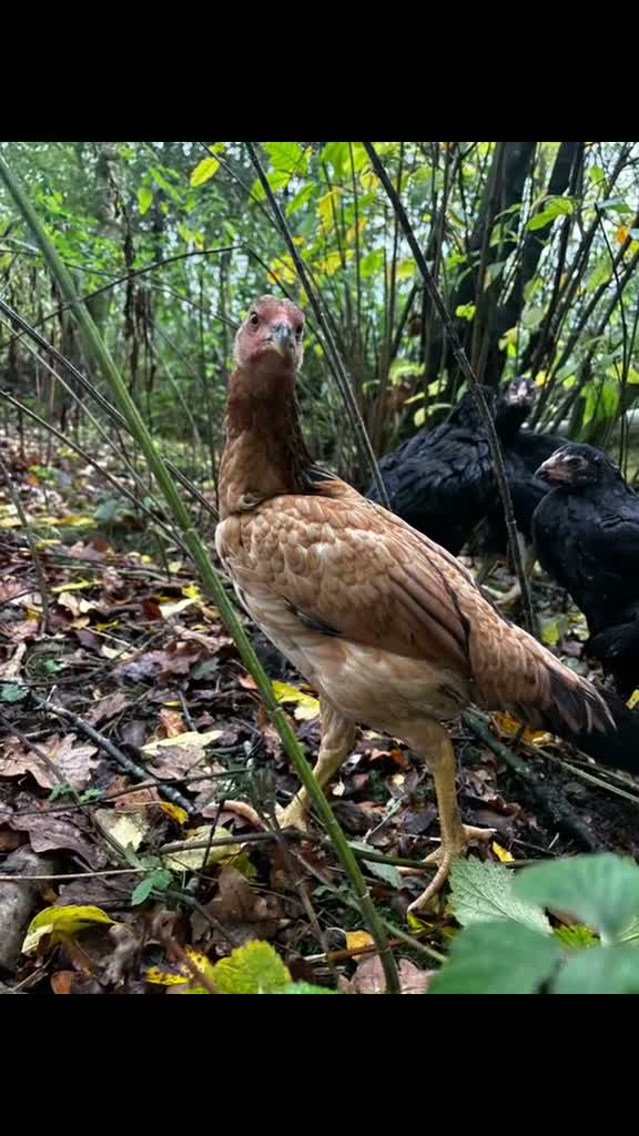Chickens poultry for sale: Oshamo pullets & cockerels  - Video 1