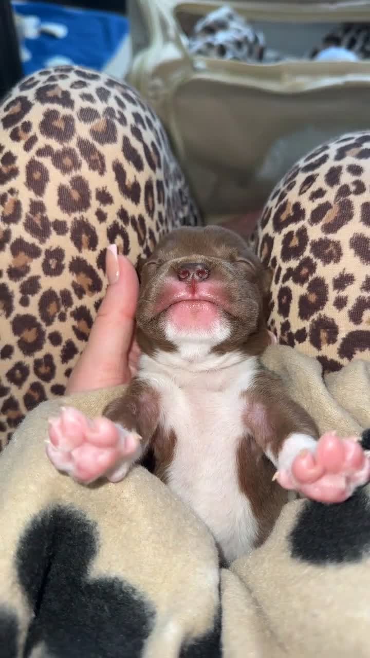 Mixed Breed dogs for sale: Pocket bully x old tyme bulldog puppy - Video 4