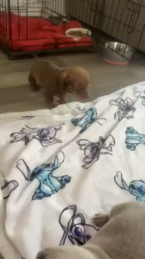 Dachshund dogs for sale: Male dachshunds- please read full description  in Merthyr Tydfil - Video 5