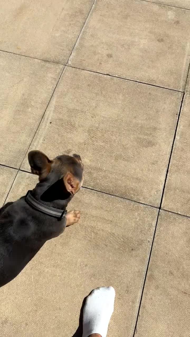 Mixed Breed dogs for sale: Pablo  - Video 2