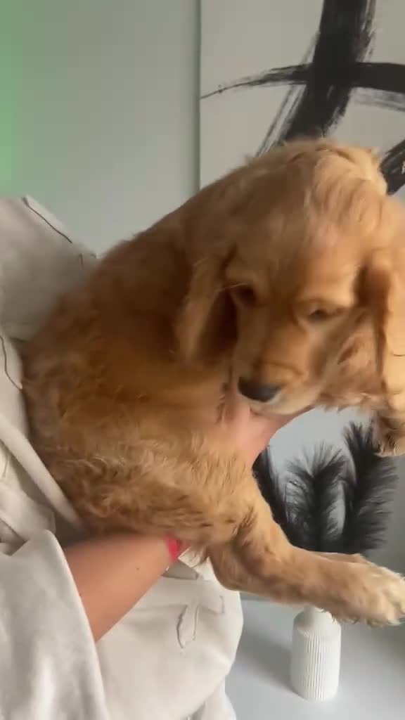 Cocker Spaniel dogs for sale: Last two beautiful working cocker spaniels🖤 - Video 1