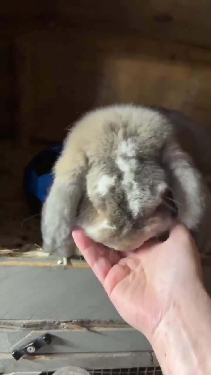 Mini Lop rabbits for sale: Germans only available now, minis rehomed  - Video 2