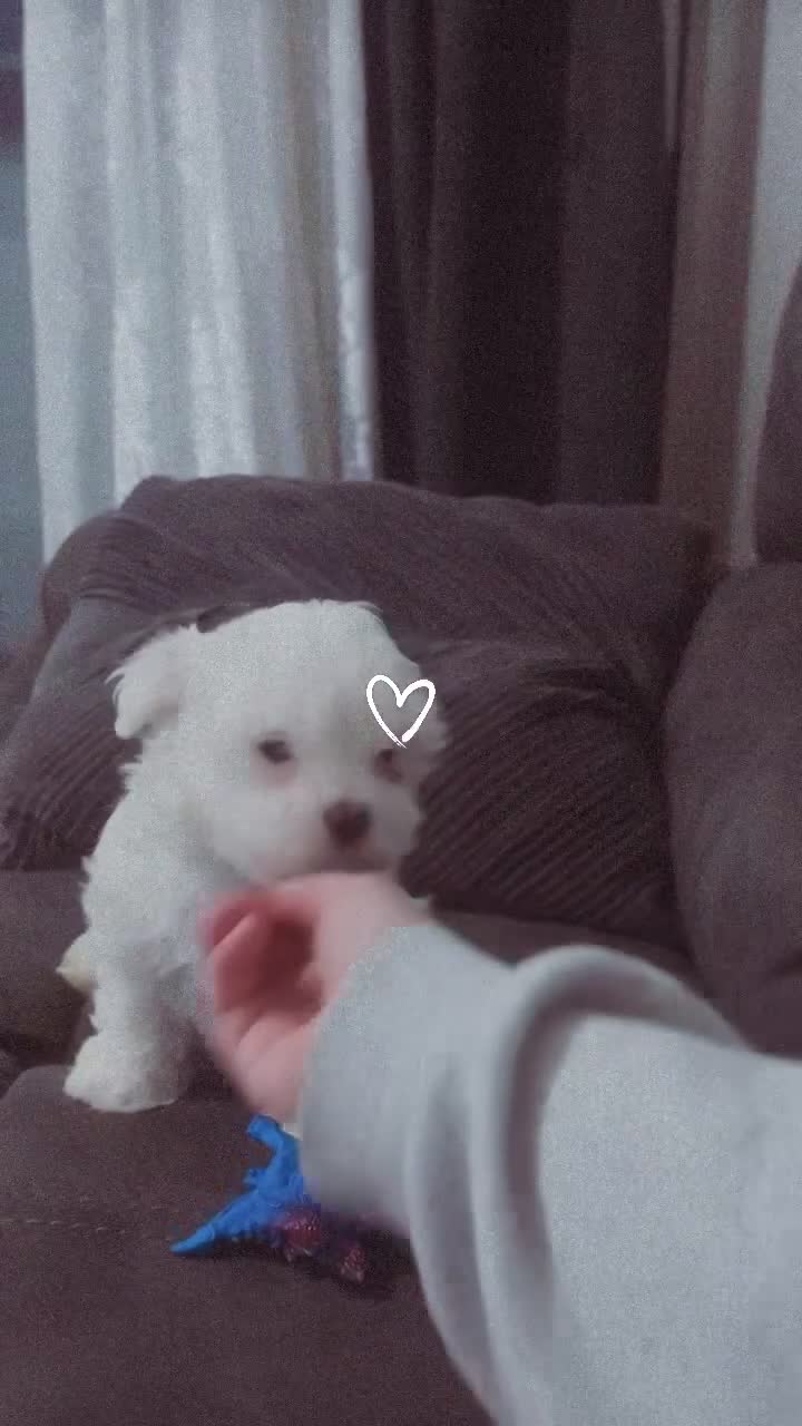 Maltese dogs for sale: 1 maltese male  in Hull - Video 1
