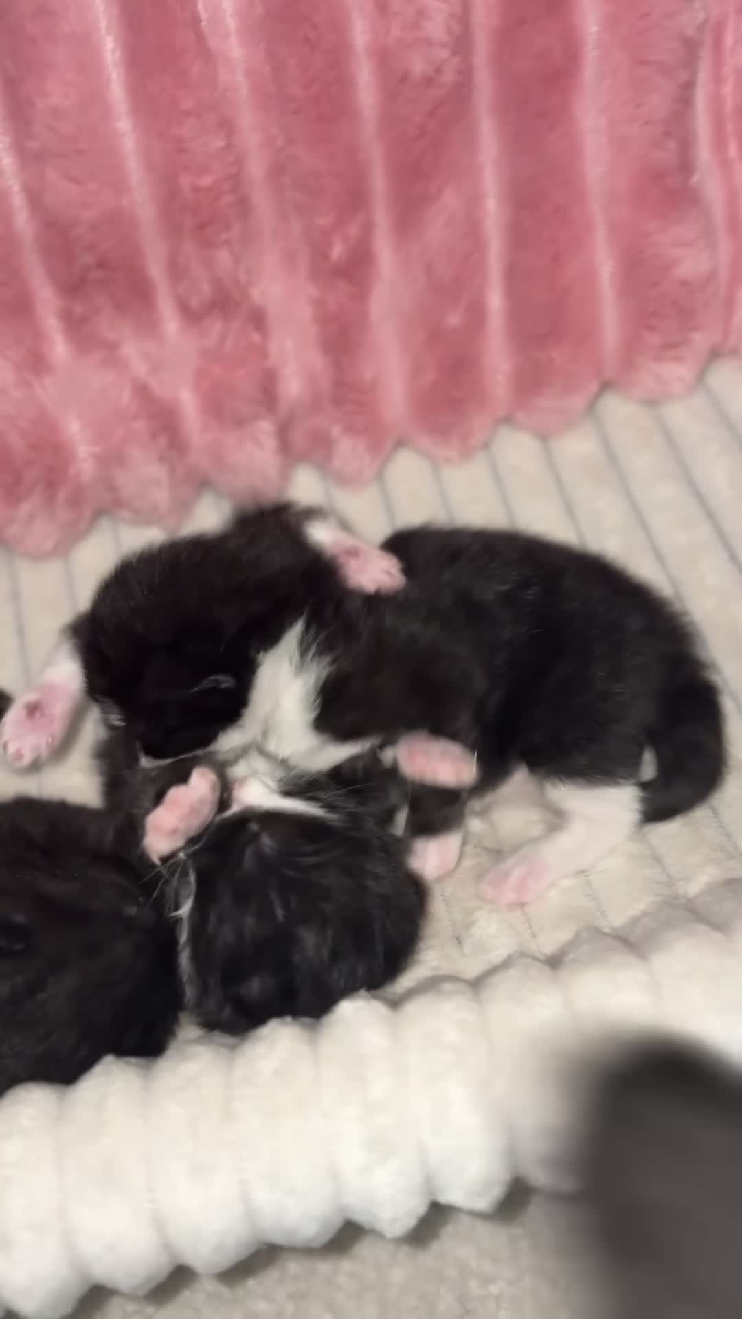 Mixed Breed cats for sale: Mixed breed kittens  - Video 1