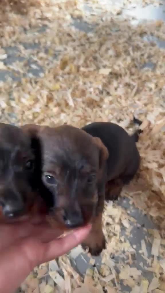 Dachshund dogs for sale: Wire Haired Dashund  - Video 1