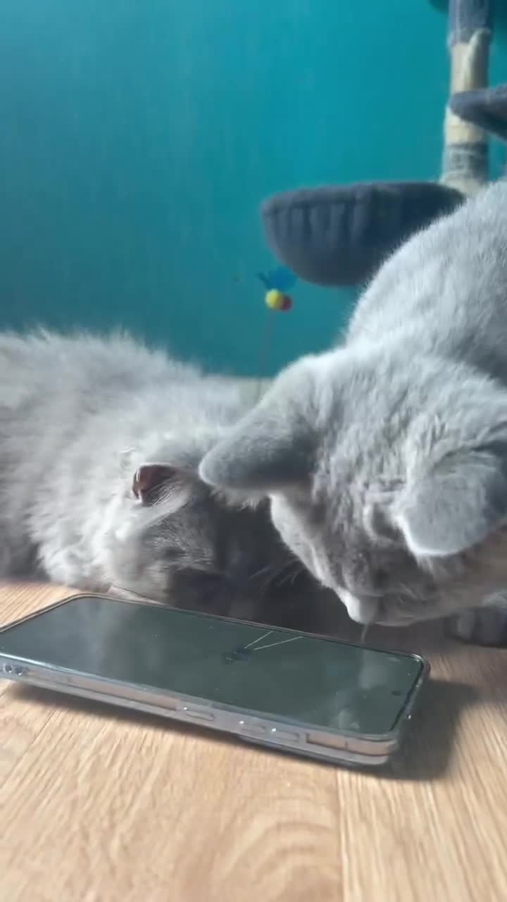 British Shorthair cats for sale: Brish Blue/Grey kittens❤️ in Wolverhampton - Video 2