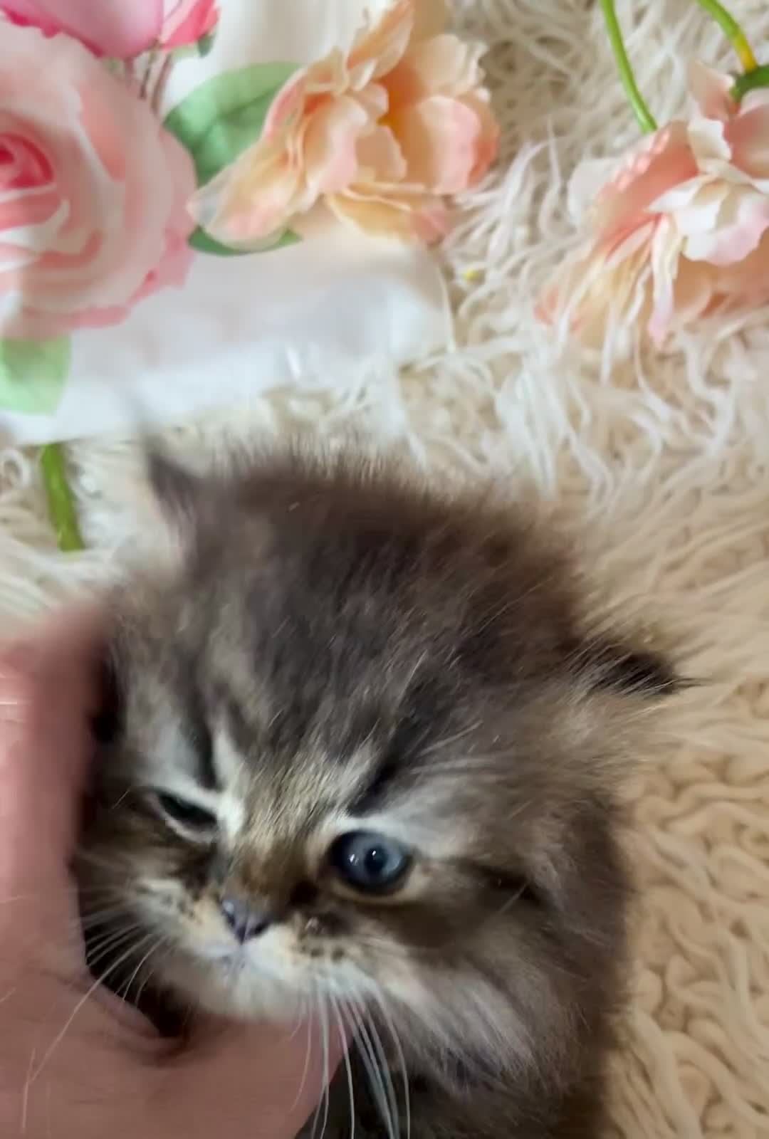 Persian cats for sale: TICA reg golden chinchilla Persian female  - Video 1