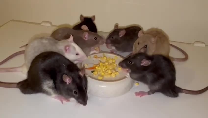 Rat rodents for sale: Beautiful baby rats  in Chelmsford - Video 2