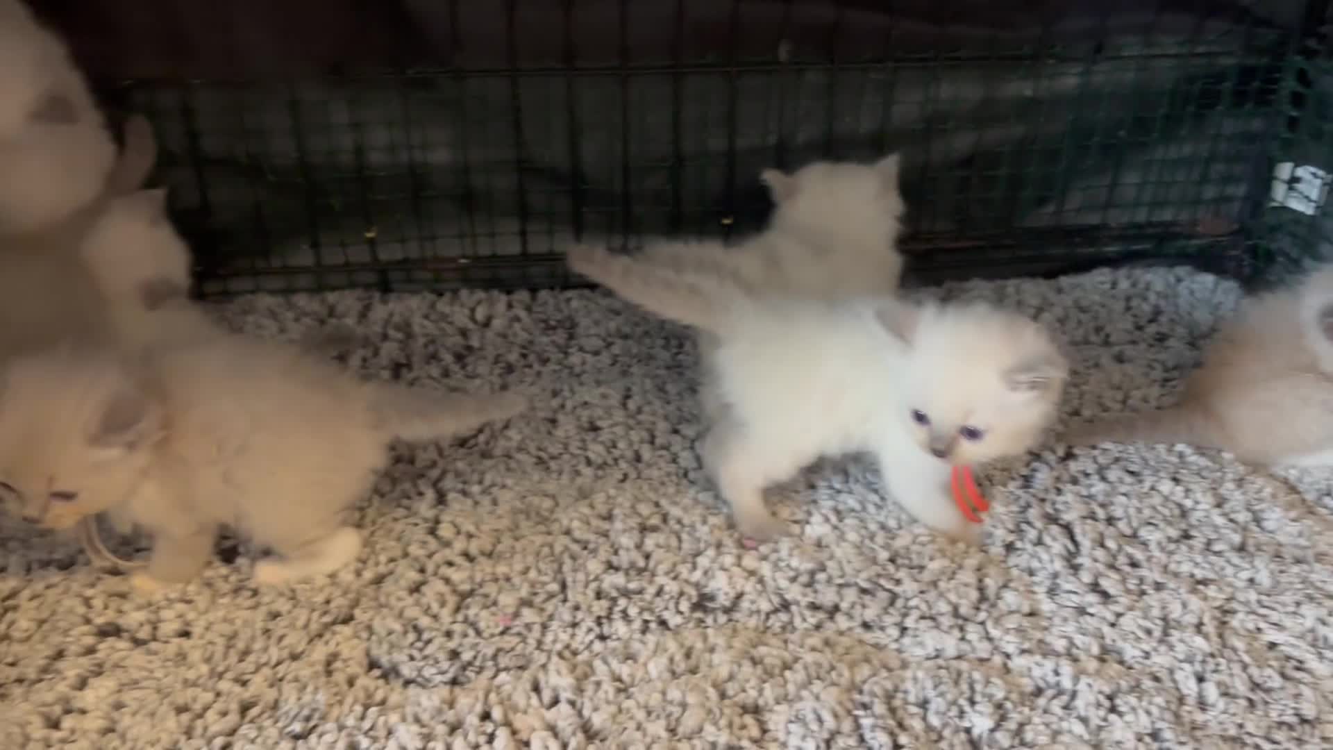Ragdoll cats for sale: Beautiful Blue point and mink ragdolls  - Video 1