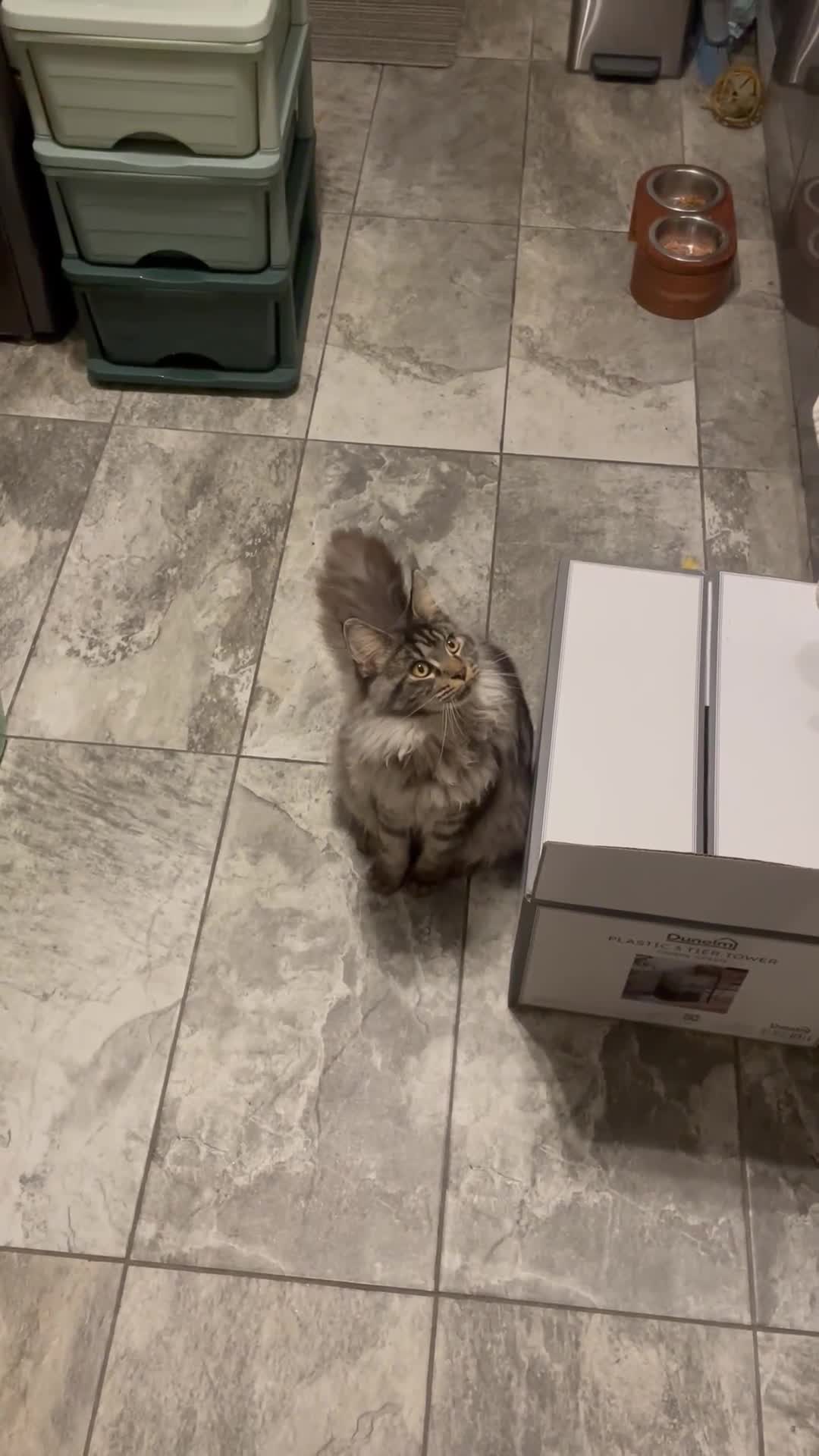 Maine Coon cats for sale: Beutiful Female Maine Cone 10 months old for sale  - Video 1