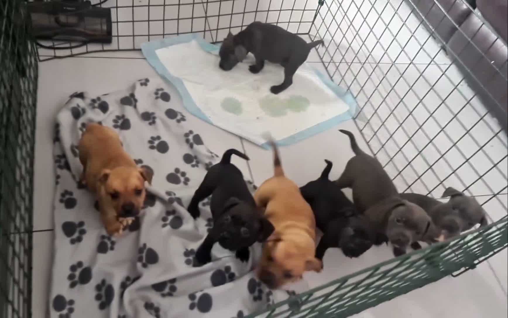 Staffordshire Bull Terrier dogs for sale: Amazing Champion Bred Blue and Black staffys   - Video 1