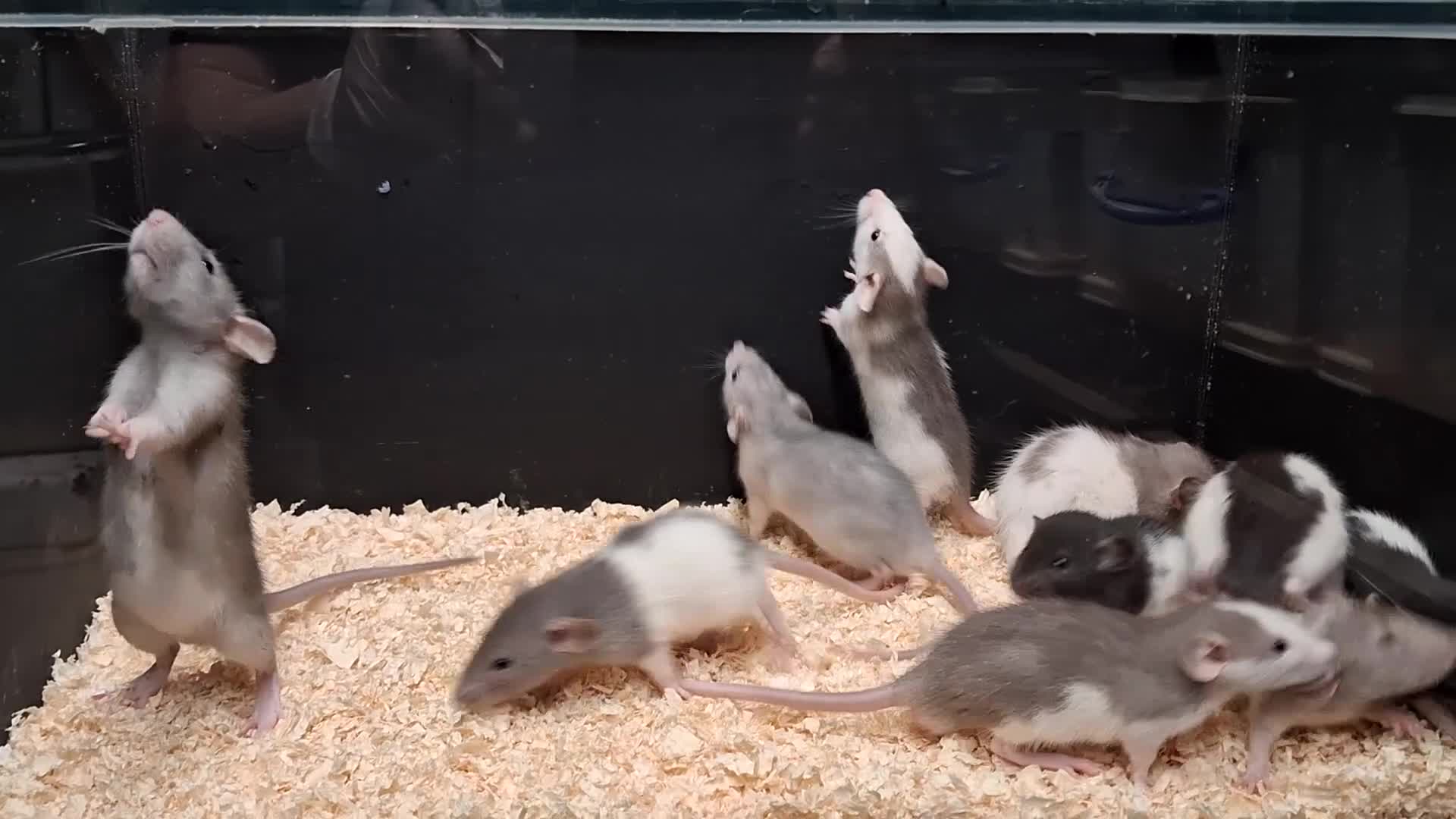Rat rodents for sale: Baby Dumbo Rat's  - Video 4