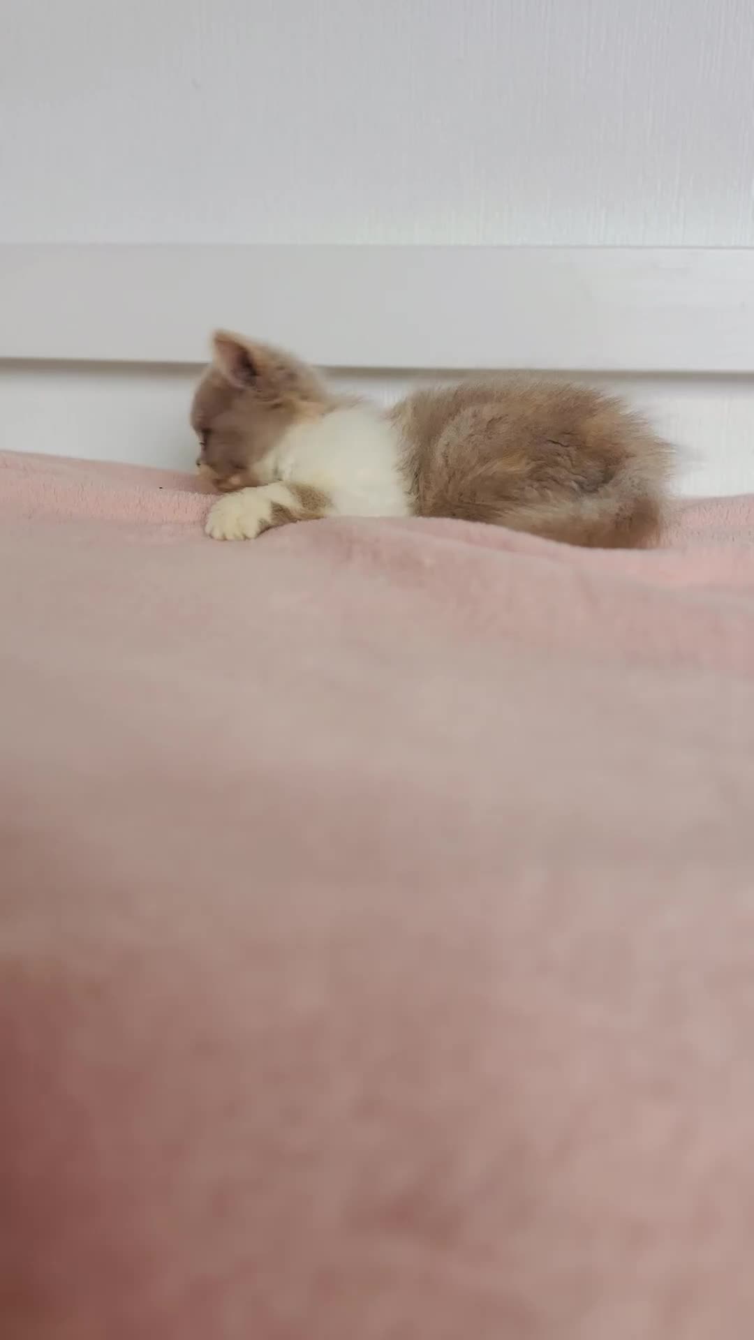 British Shorthair cats for sale: ChampionLine Kittens ready now  - Video 4