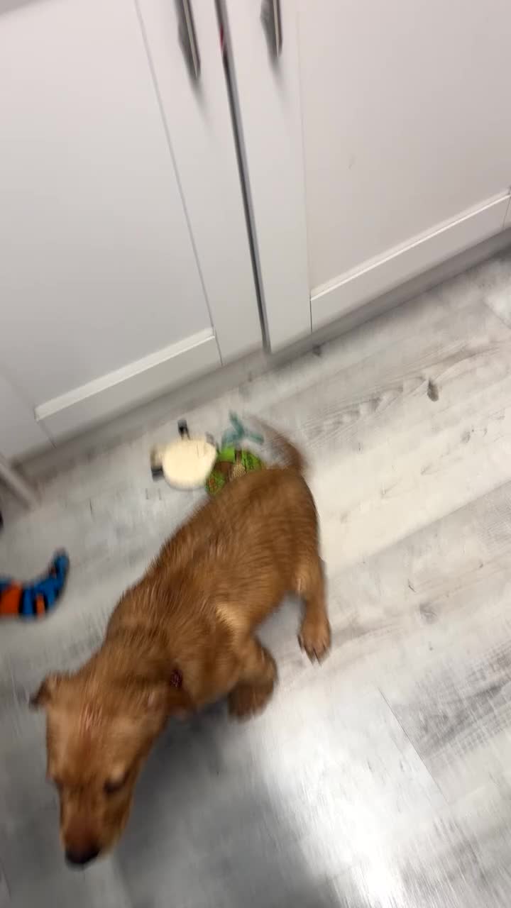 Labrador Retriever dogs for sale: Handsome Earnie - Fox Red Labrador Ready Now  - Video 1