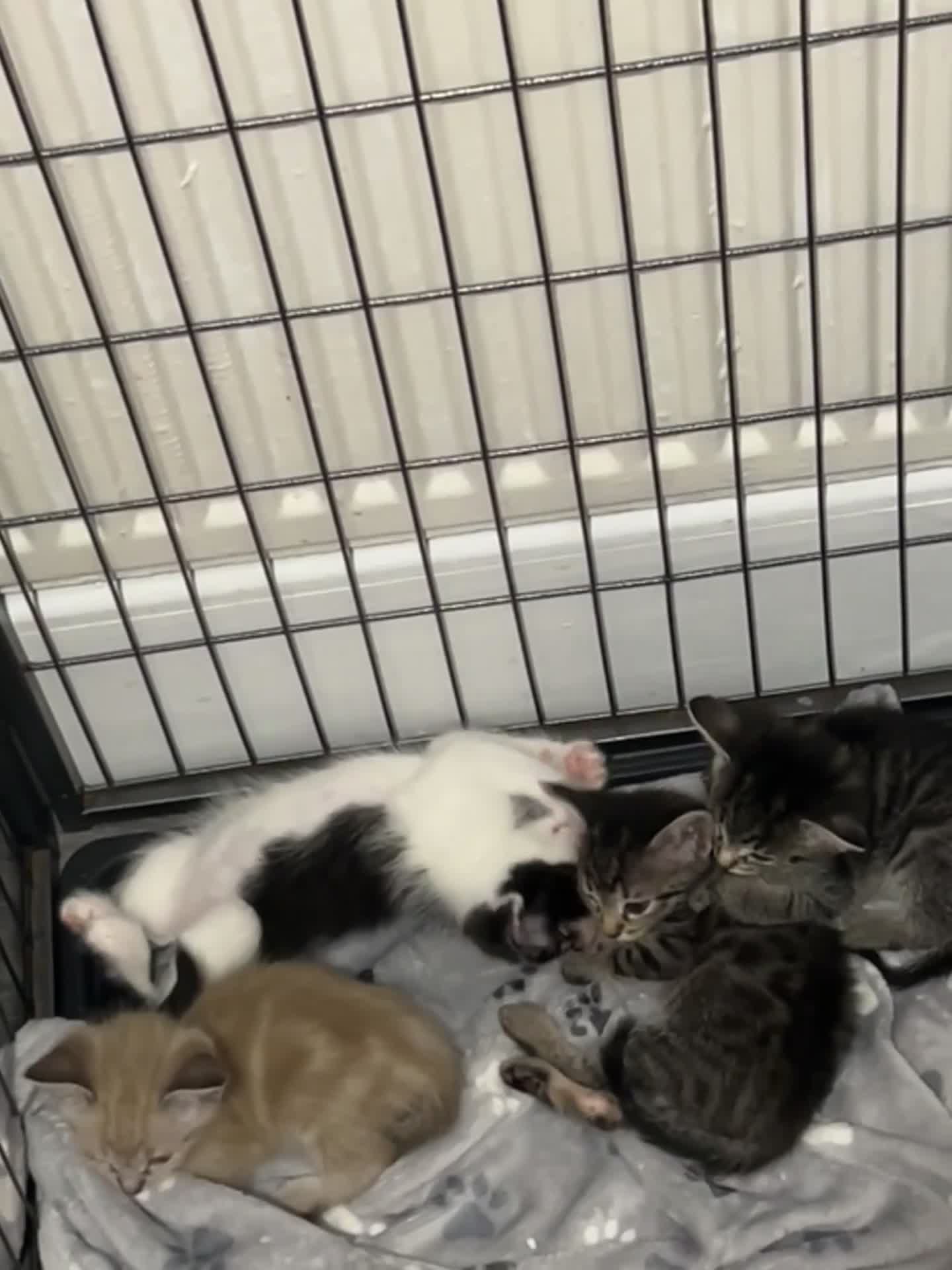 Ragamese cats for sale: Beautiful ragamese/bengal - Video 4