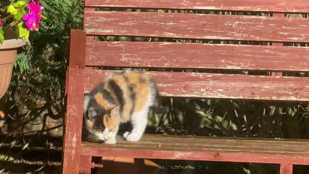 Mixed Breed cats for sale: Stunning Calico BSH - Video 1