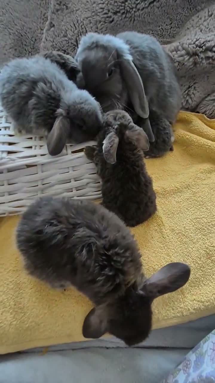 Mini Lop rabbits for sale: 7-week-old Mini Lops looking for new homes - Video 2