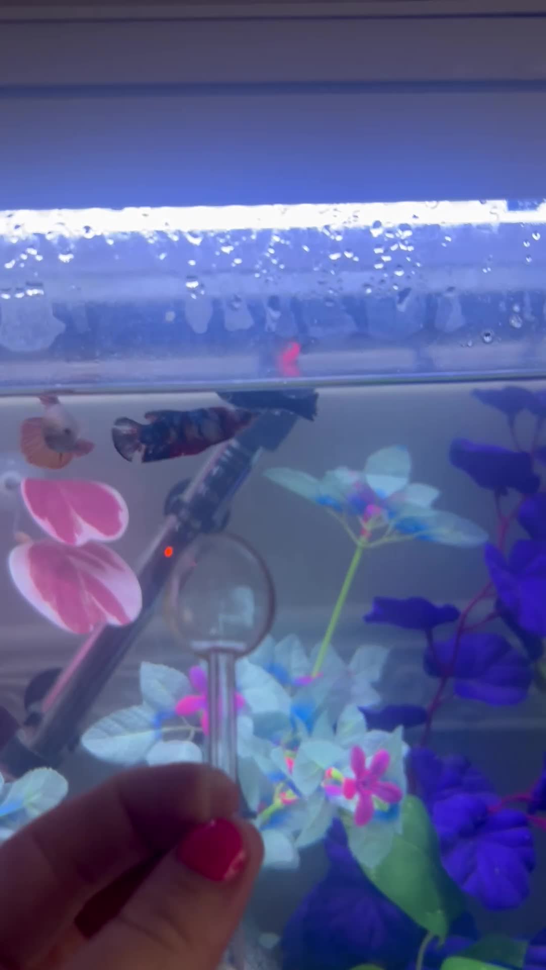 Bettas fish for sale: Female Koi Betta - Video 1