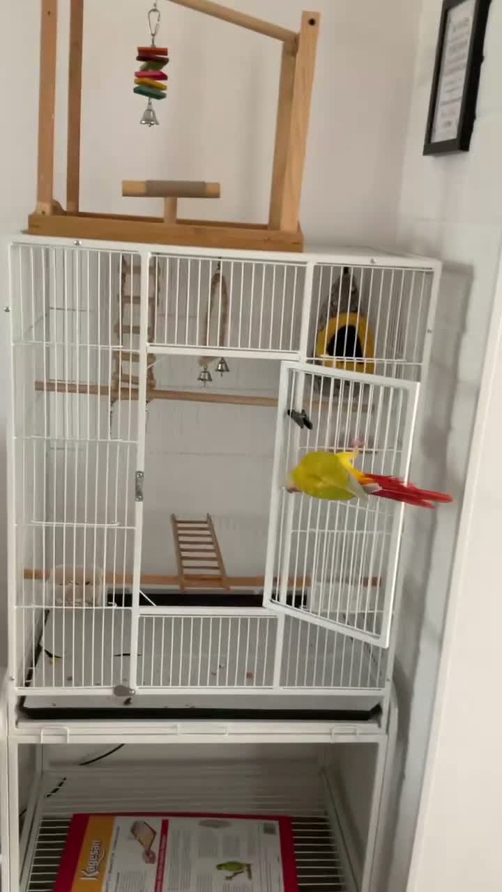 Conures birds for sale: Conure maybe 9 months old  in Gillingham - Video 2
