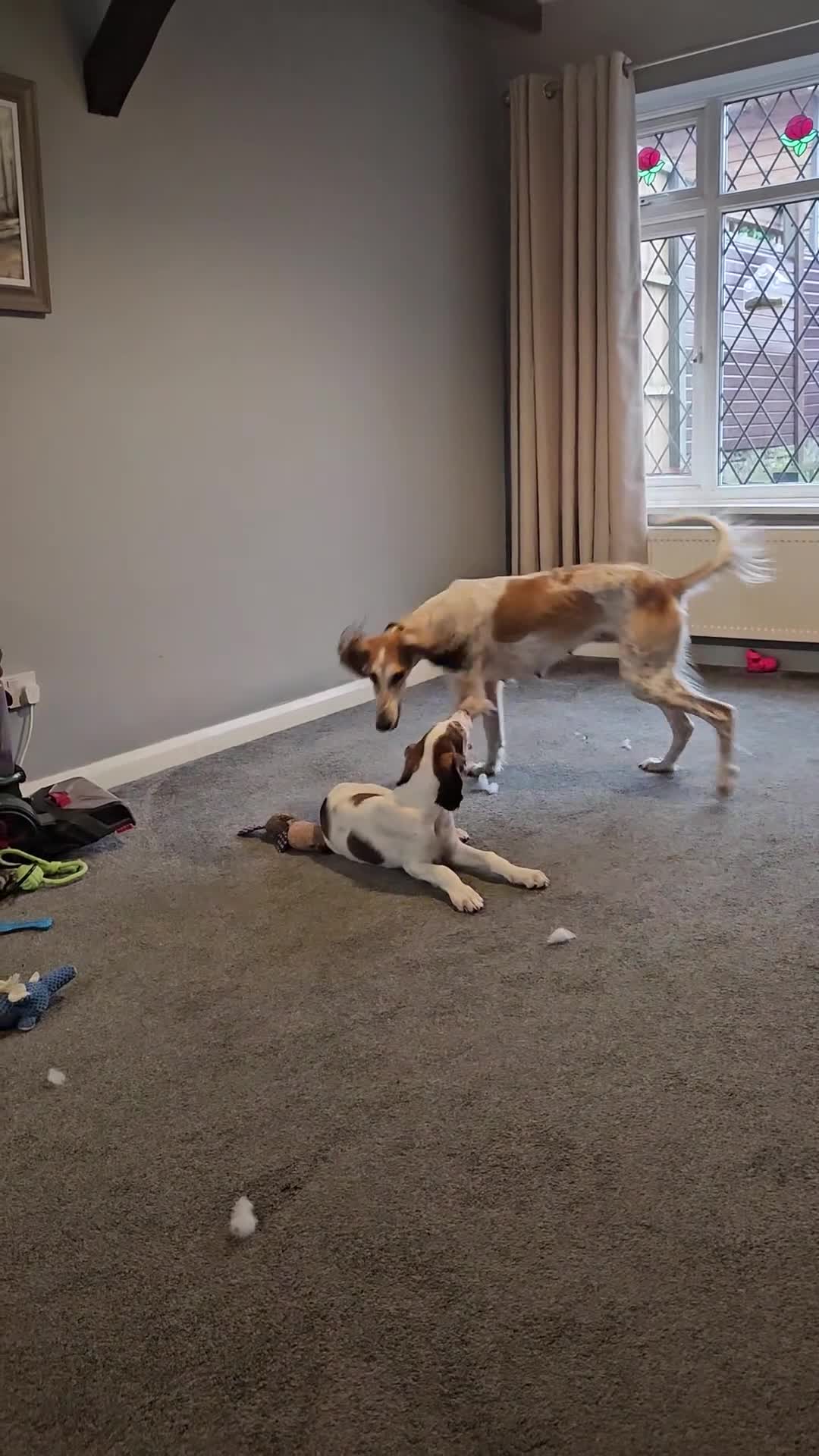 Saluki dogs for sale: Reduced registered saluki pup - Video 2