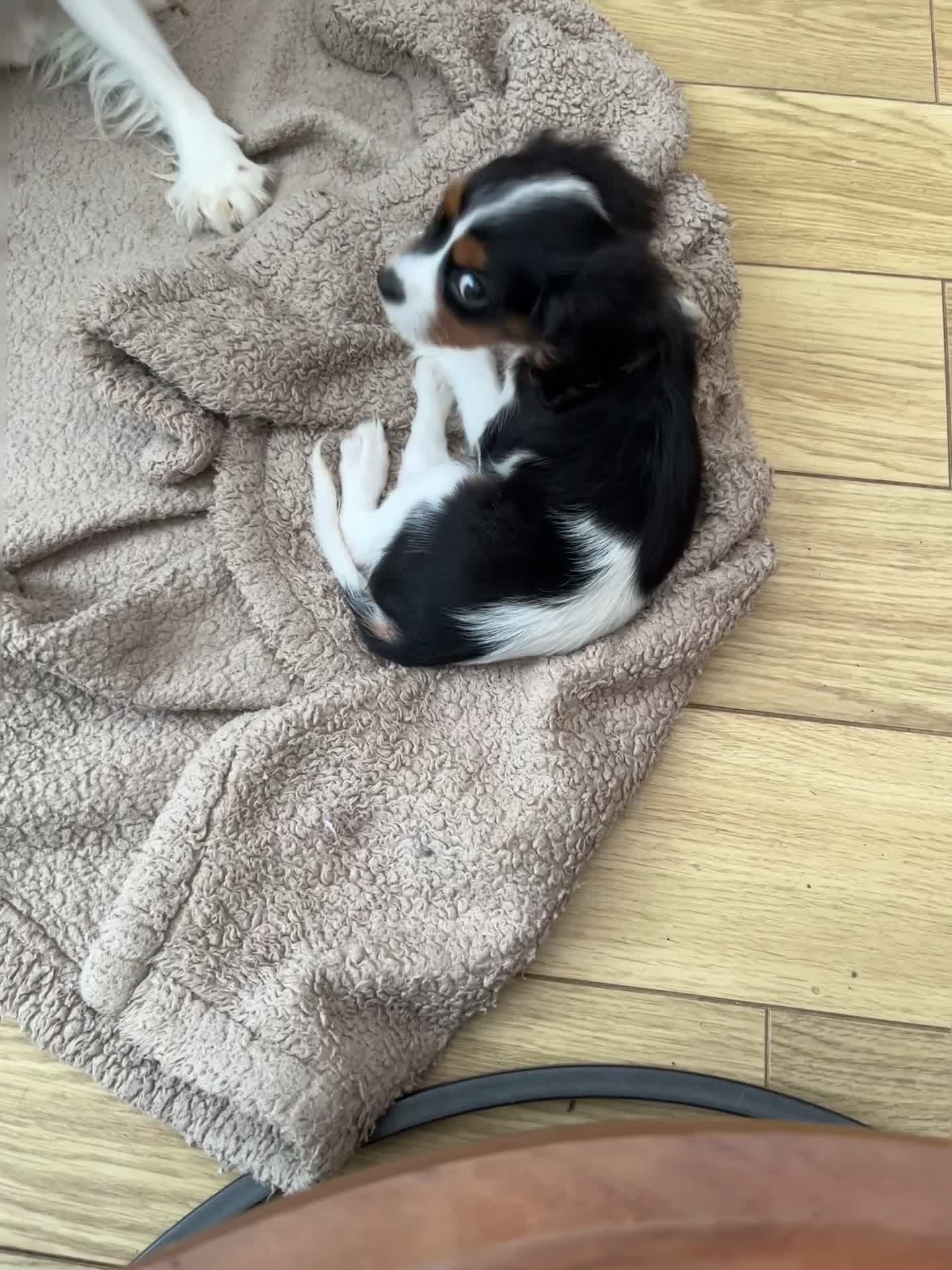 Cavalier King Charles Spaniel dogs for sale: Cavalier king Charles puppy for sale  - Video 1