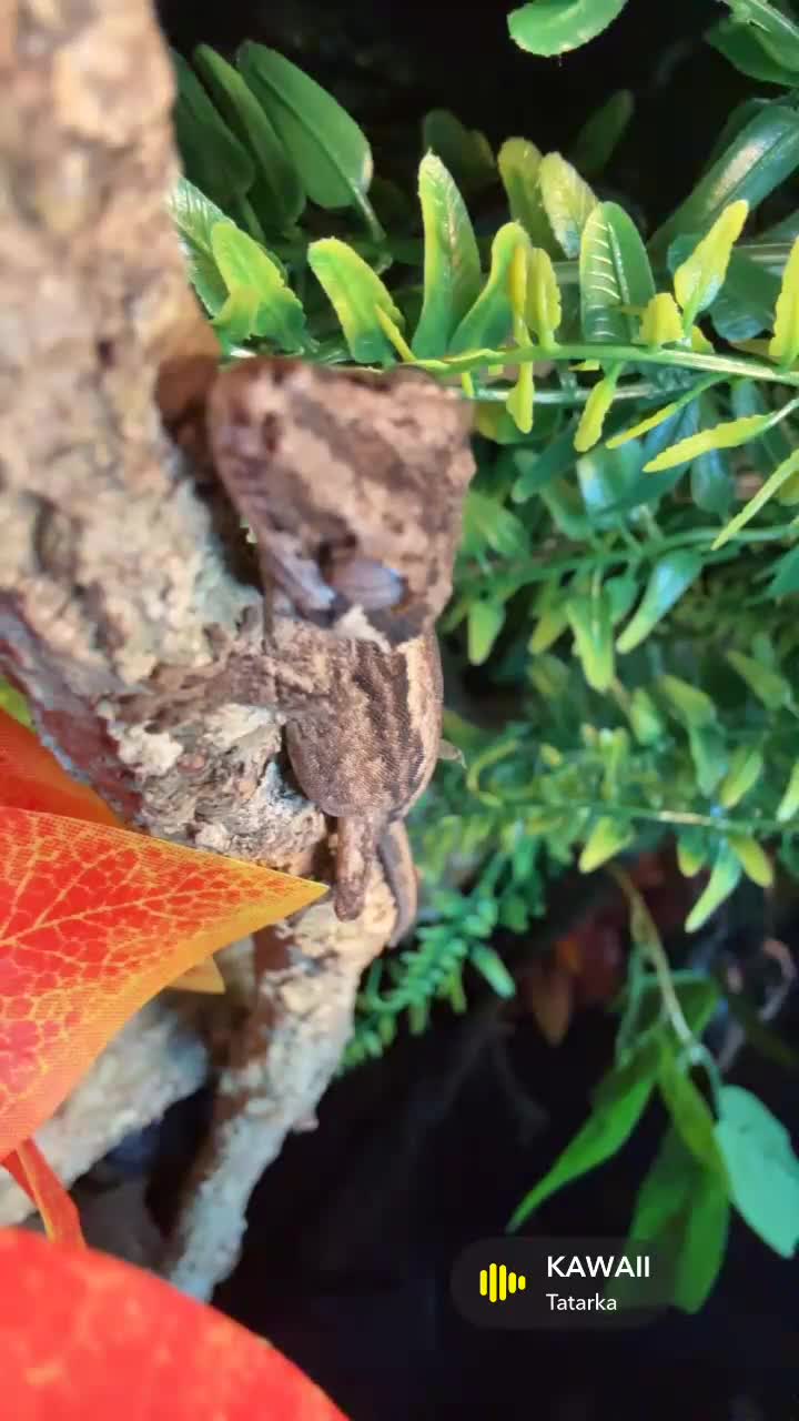 Gecko reptiles for sale: Gargoyle gecko  in Liverpool - Video 1