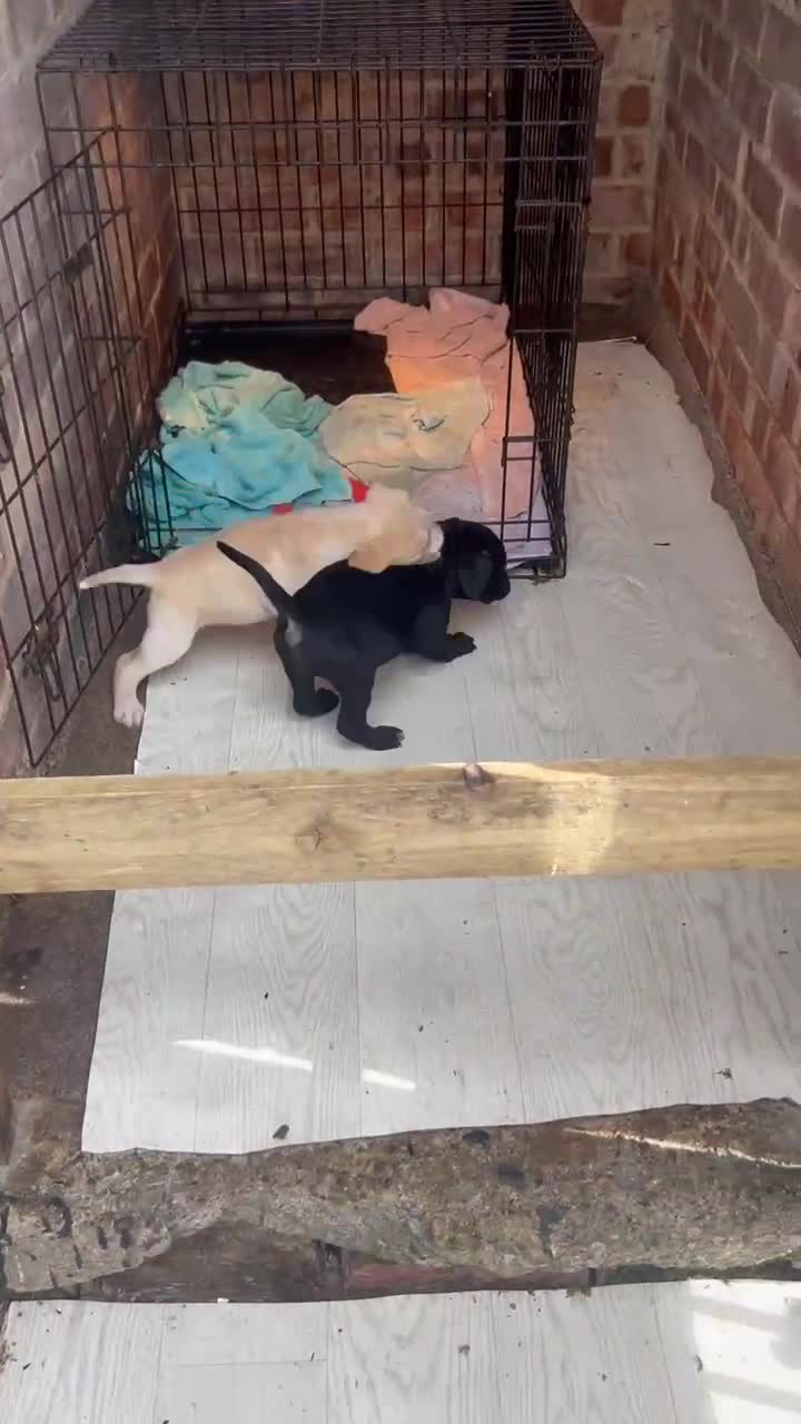 Mixed Breed dogs for sale: Staffydor  - Video 1