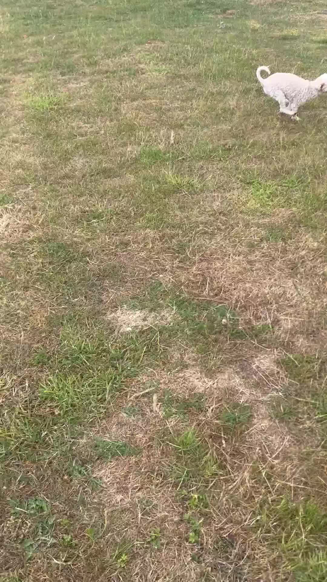 Toy Poodle dogs for sale: Toy Poodle - Video 1