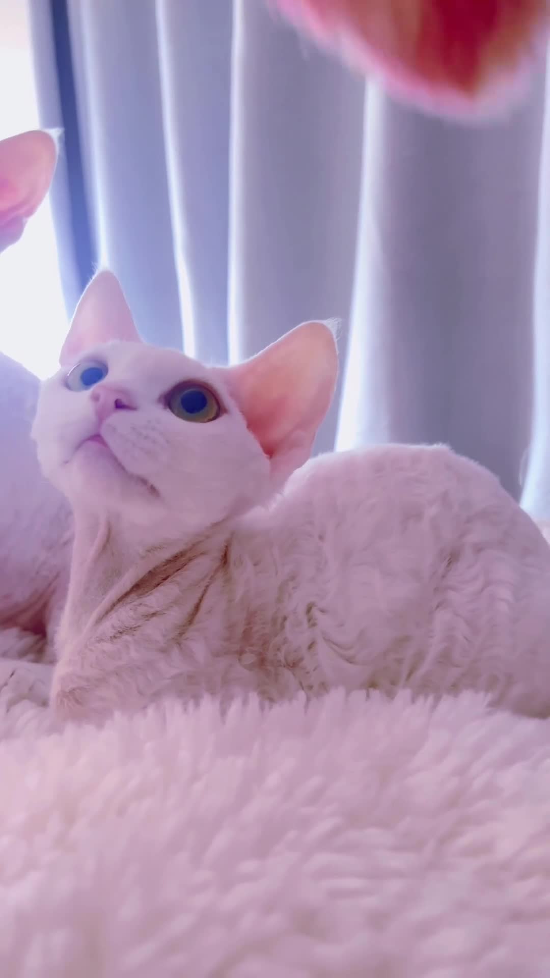Devon Rex cats for sale: ❤️❤️Stunning White Devon Rex girls available  ❤️❤️ - Video 1
