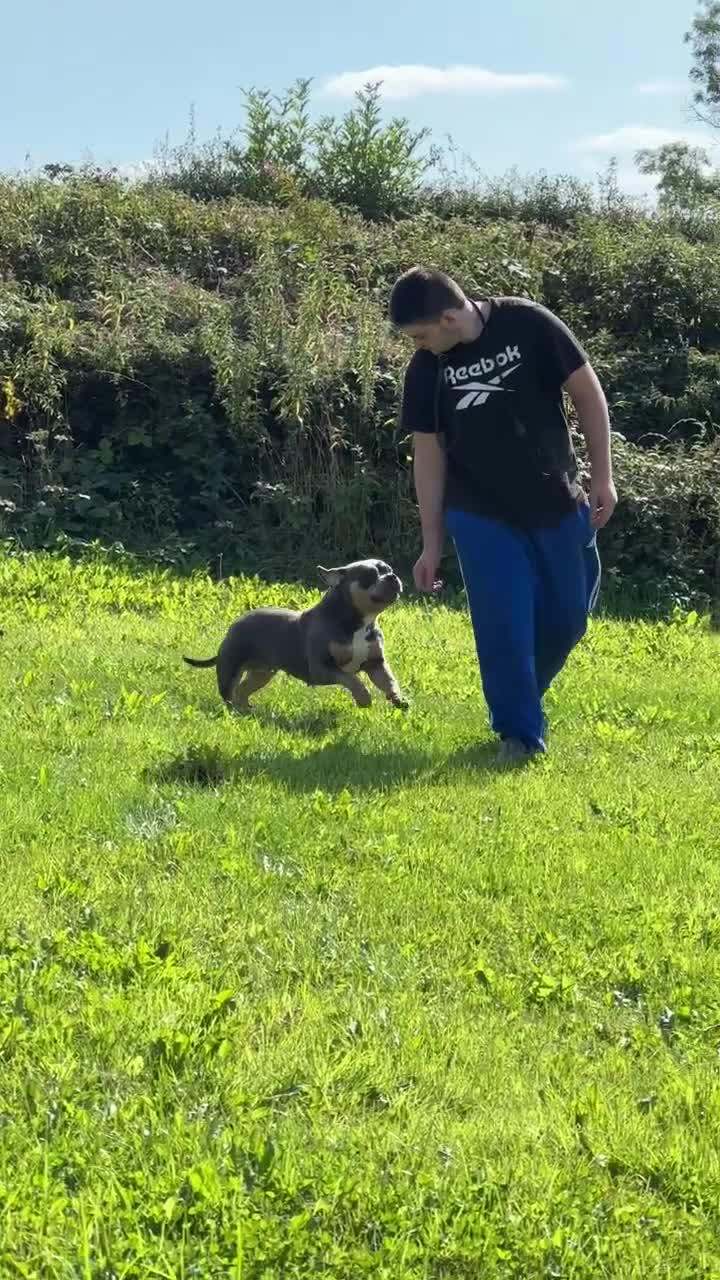American Bully dogs for sale: Female adult pocket bully for sale - Video 1