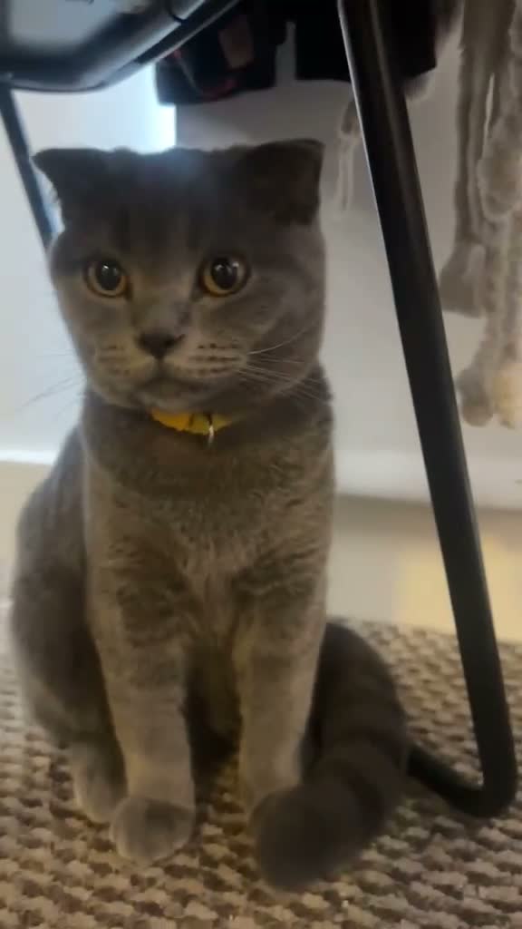 Scottish Fold cats for sale: Scottish+British short hair - Video 2