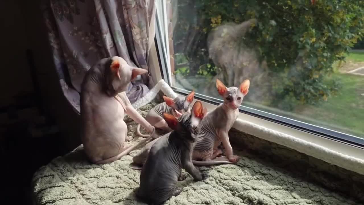 Sphynx cats for sale: Donskoy Sphynx Kittens - Video 1
