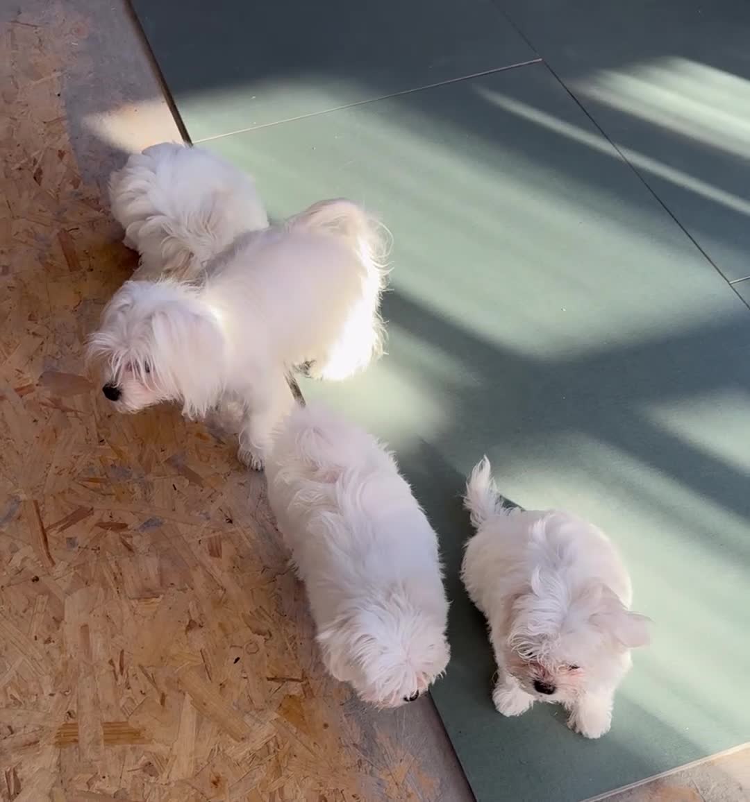 Maltese dogs for sale: Smallest Korean Maltese puppy’s available  - Video 3