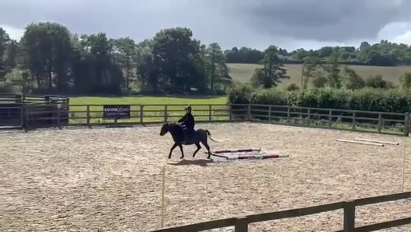 Dartmoor horses for sale: Flint aka Leightor Crumpet  - Video 1