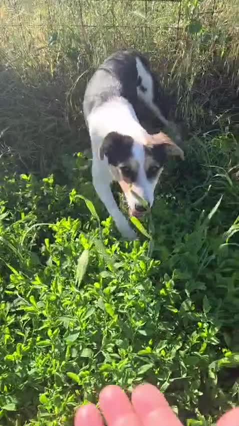 Mixed Breed dogs for adoption: 🐾❤️BONO – a Little Explorer With a Big Heart ❤️🐾 - Video 1