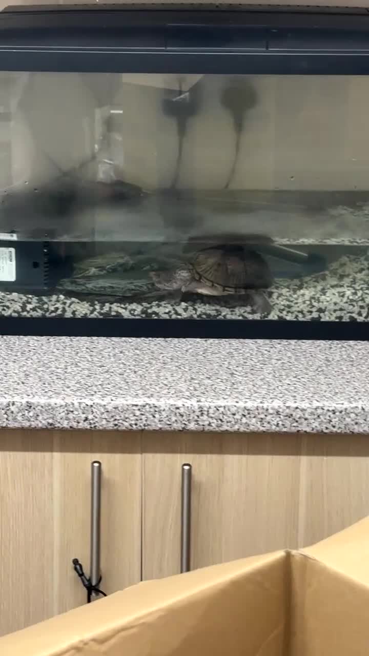 Turtle reptiles for sale: Mud turtle - Video 2