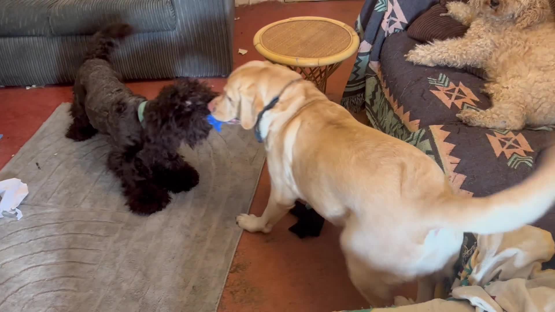 Cockapoo dogs for sale: Cockapoo pup (boy) – Loving Family Dog - Video 2